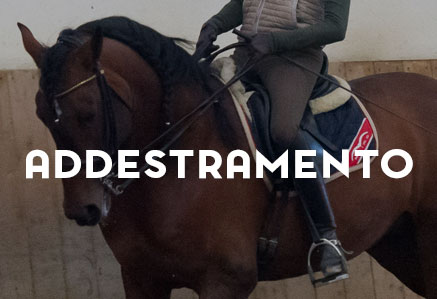 Addestramento cavalli e assistenza all'acquisto