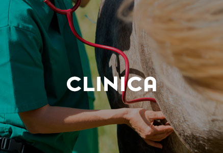 Clinica Veterinaria a disposizione