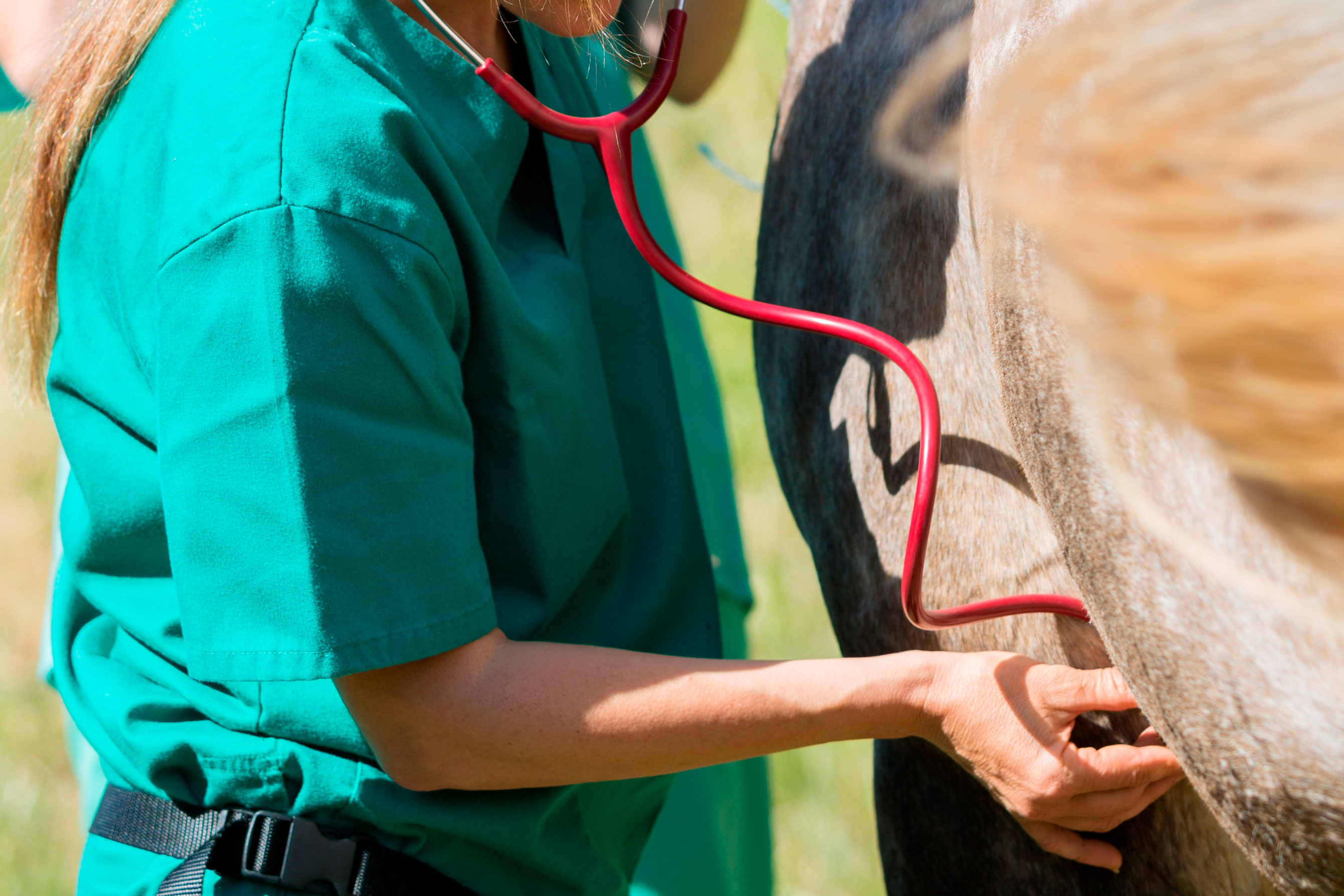Centro-equestre-carpiano-veterinario